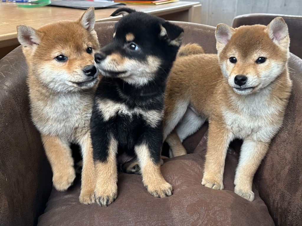 chiot Shiba de l'Empereur Sirius