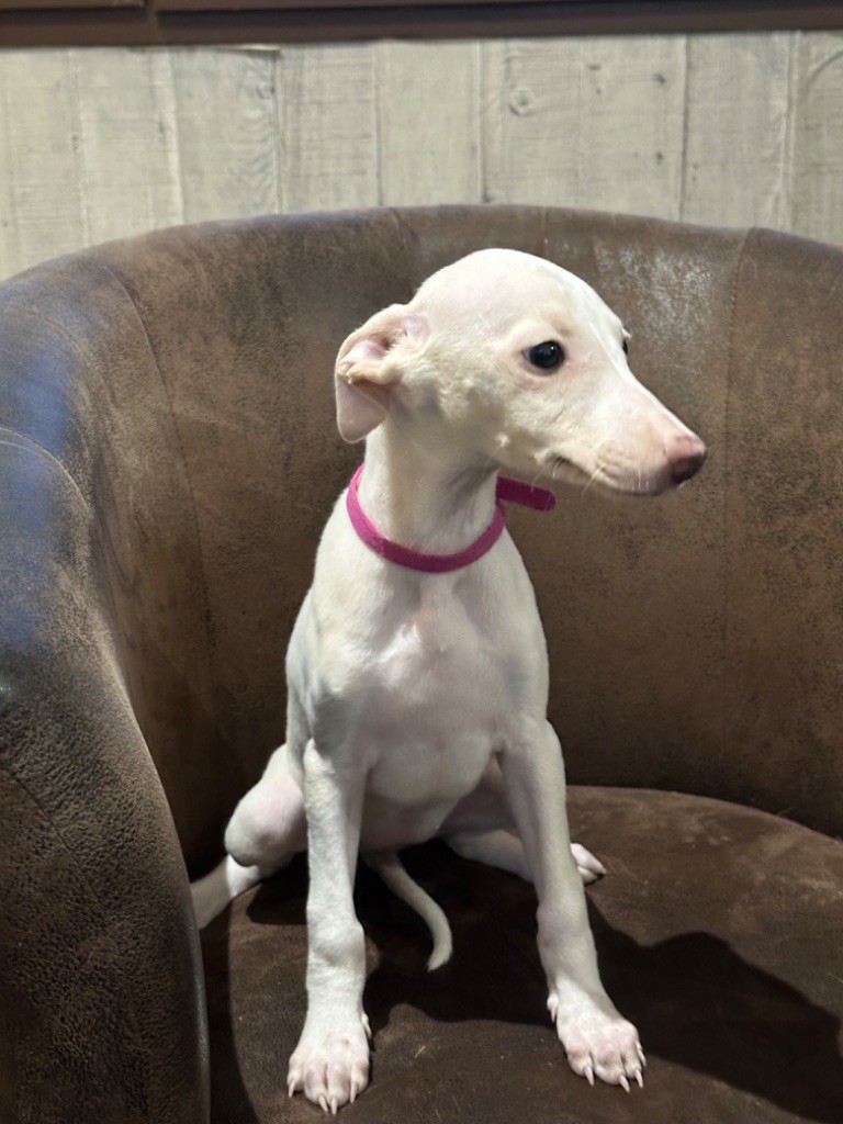 de l'Empereur Sirius - Chiot disponible  - Whippet