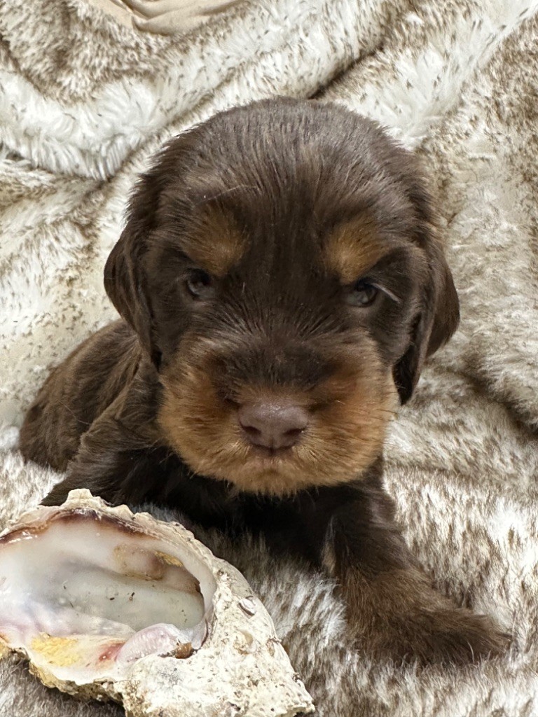 de l'Empereur Sirius - Chiot disponible  - Cocker Spaniel Anglais