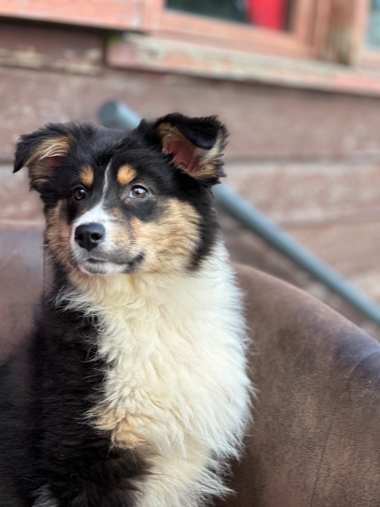 de l'Empereur Sirius - Chiot disponible  - Berger Australien