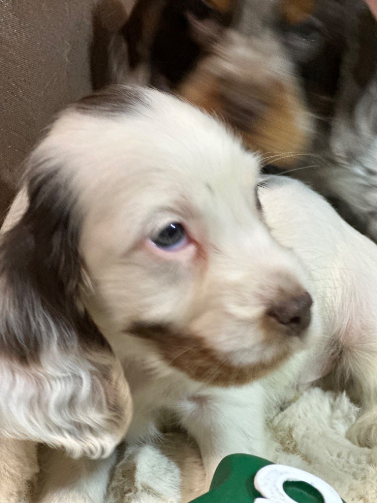 de l'Empereur Sirius - Chiot disponible  - Cocker Spaniel Anglais