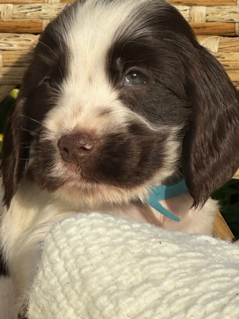 de l'Empereur Sirius - Chiot disponible  - Cocker Spaniel Anglais