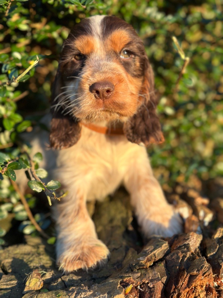 de l'Empereur Sirius - Chiot disponible  - Cocker Spaniel Anglais