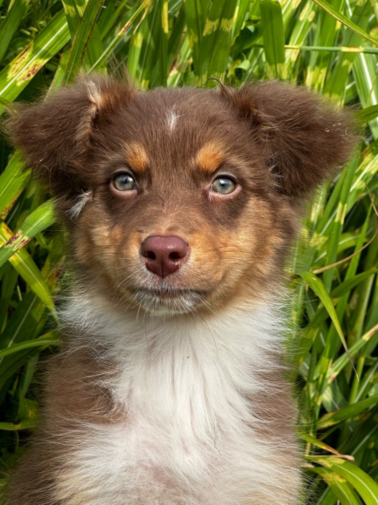 de l'Empereur Sirius - Chiot disponible  - Berger Australien