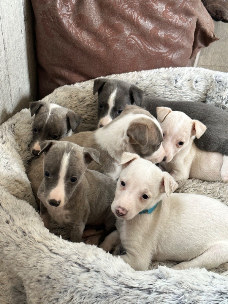 chiot Whippet de l'Empereur Sirius