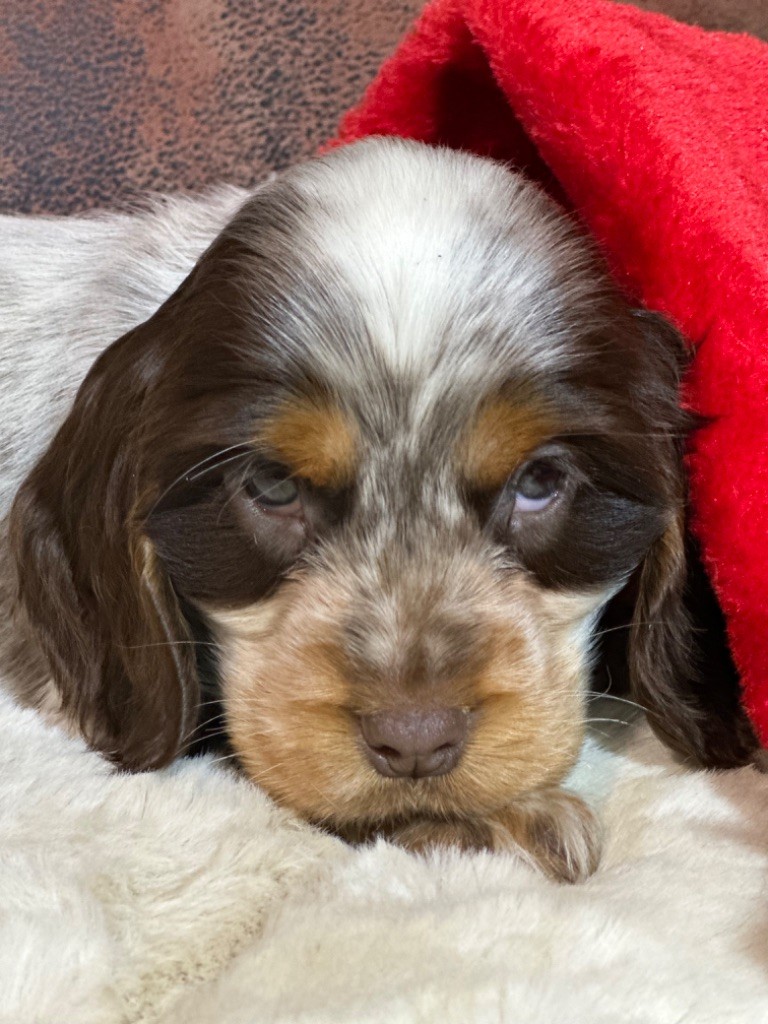 de l'Empereur Sirius - Chiot disponible  - Cocker Spaniel Anglais