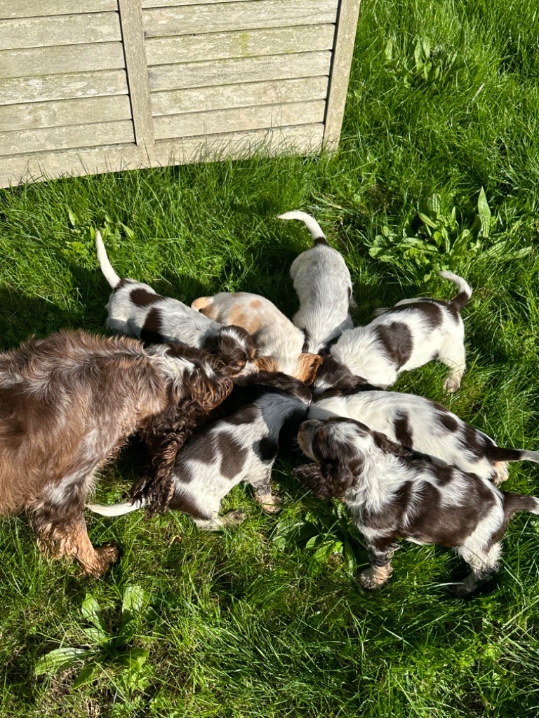 chiot Cocker Spaniel Anglais de l'Empereur Sirius