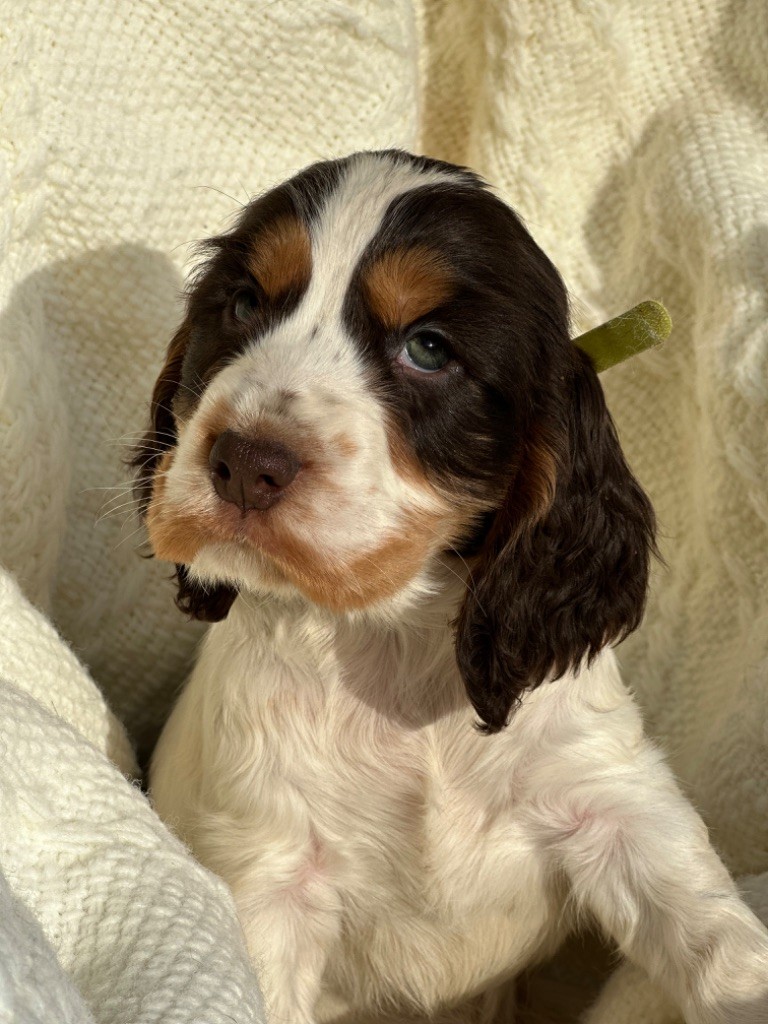 de l'Empereur Sirius - Chiot disponible  - Cocker Spaniel Anglais