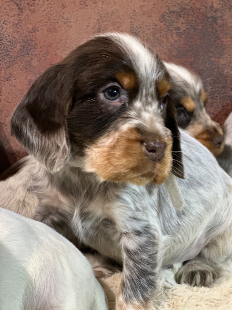 de l'Empereur Sirius - Chiot disponible  - Cocker Spaniel Anglais