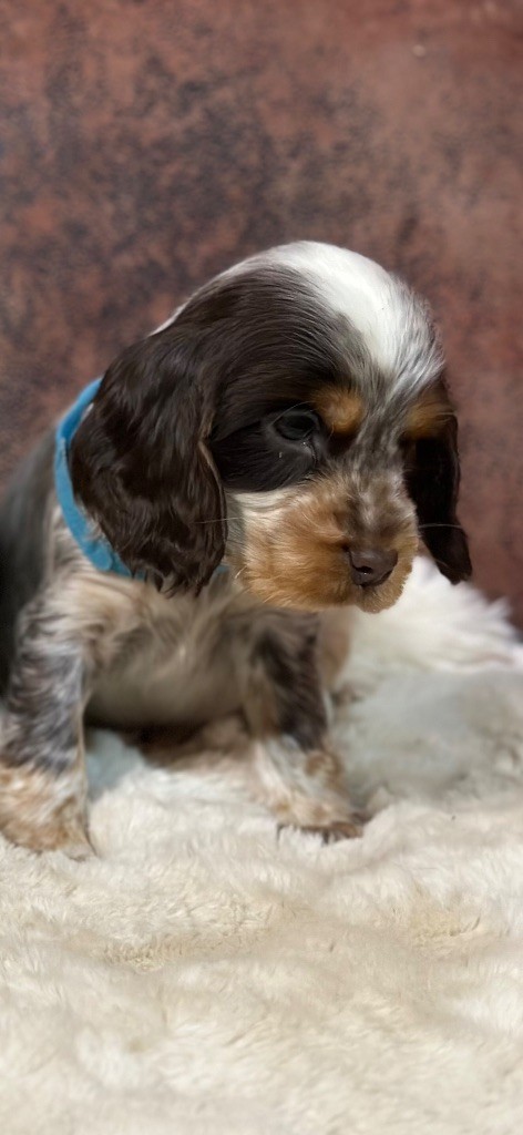 de l'Empereur Sirius - Chiot disponible  - Cocker Spaniel Anglais