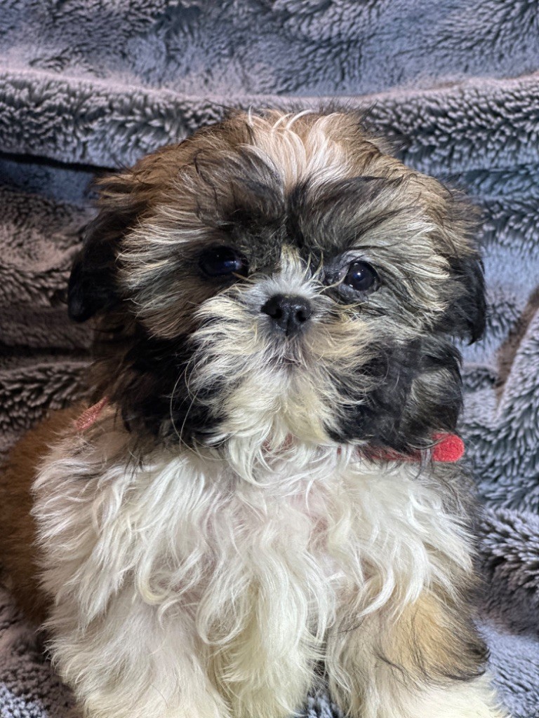 de l'Empereur Sirius - Chiot disponible  - Shih Tzu