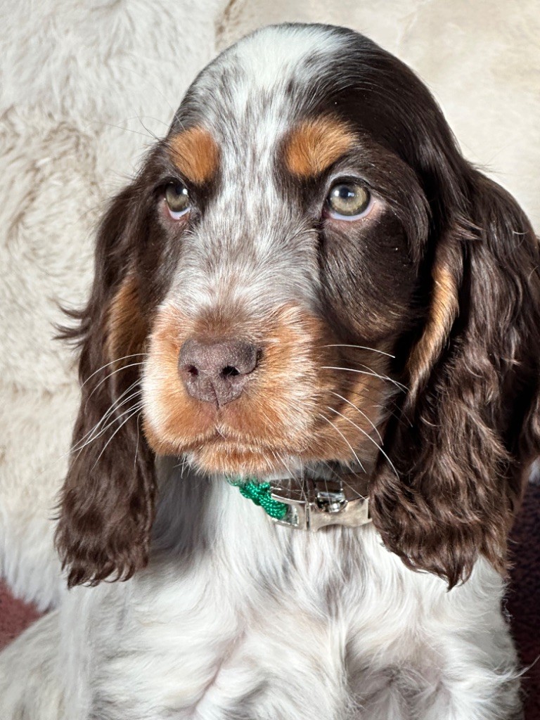 chiot Cocker Spaniel Anglais de l'Empereur Sirius