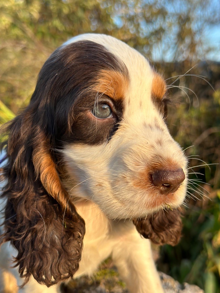 de l'Empereur Sirius - Chiot disponible  - Cocker Spaniel Anglais