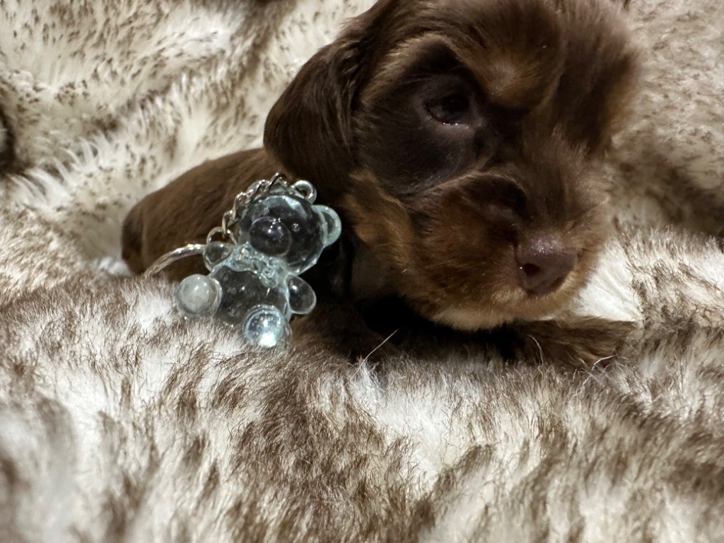 de l'Empereur Sirius - Chiot disponible  - Cocker Spaniel Anglais