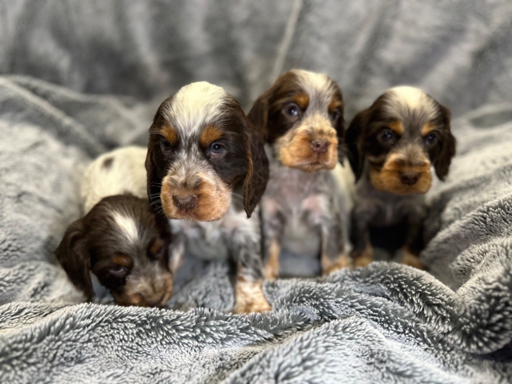 de l'Empereur Sirius - Chiot disponible  - Cocker Spaniel Anglais