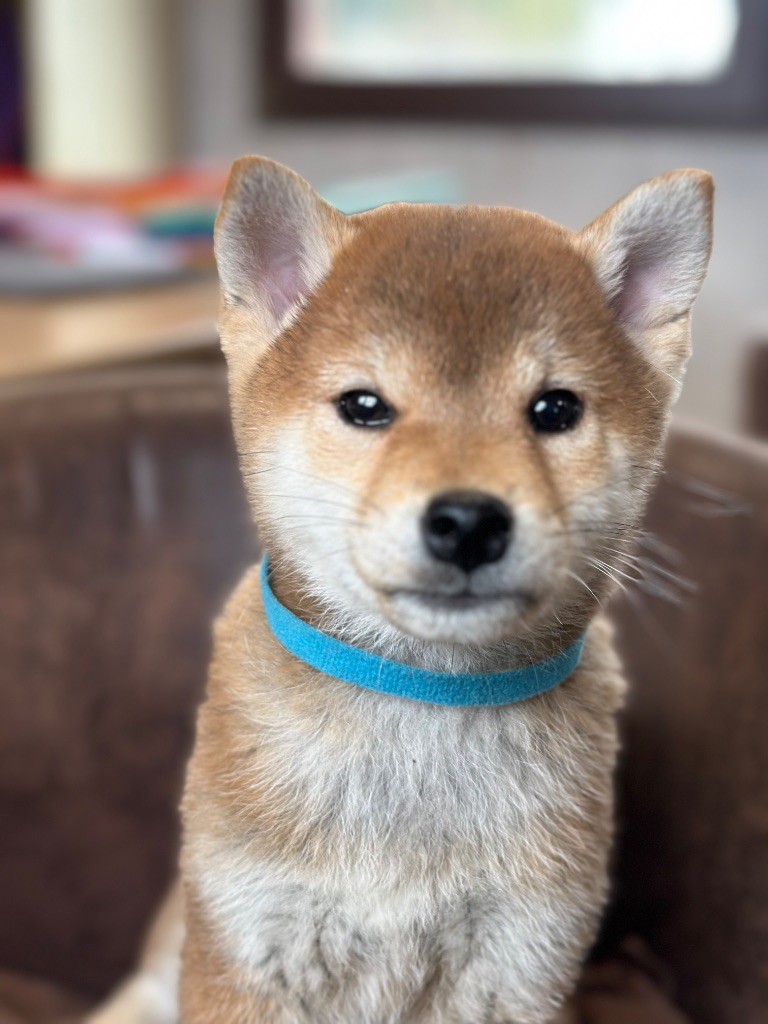 de l'Empereur Sirius - Chiot disponible  - Shiba