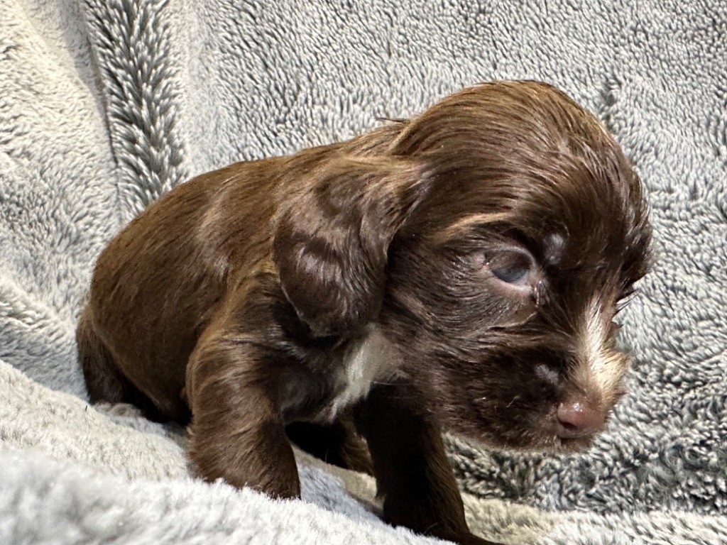 de l'Empereur Sirius - Chiot disponible  - Cocker Spaniel Anglais