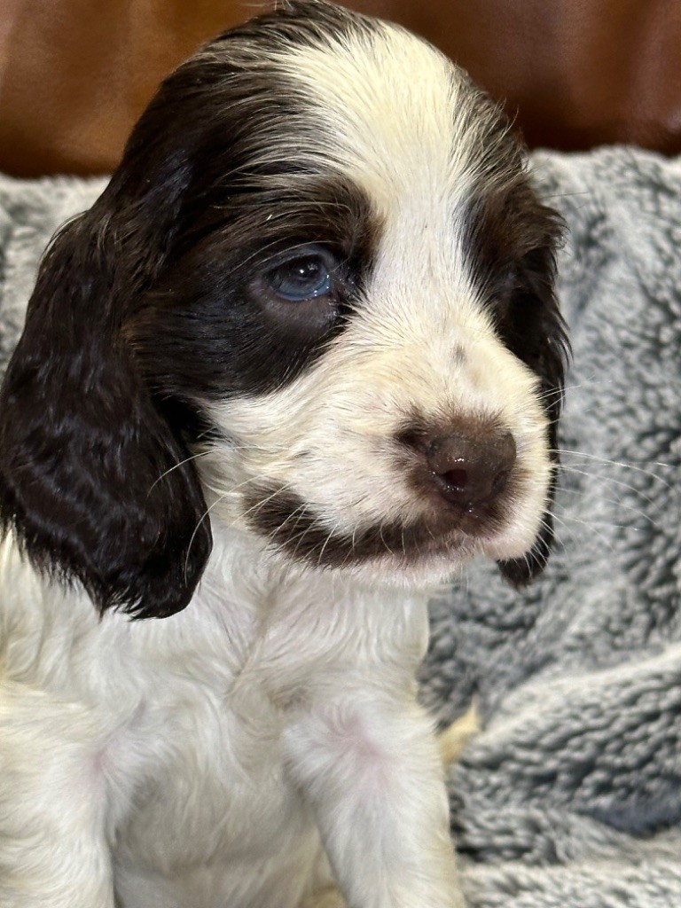 de l'Empereur Sirius - Chiot disponible  - Cocker Spaniel Anglais