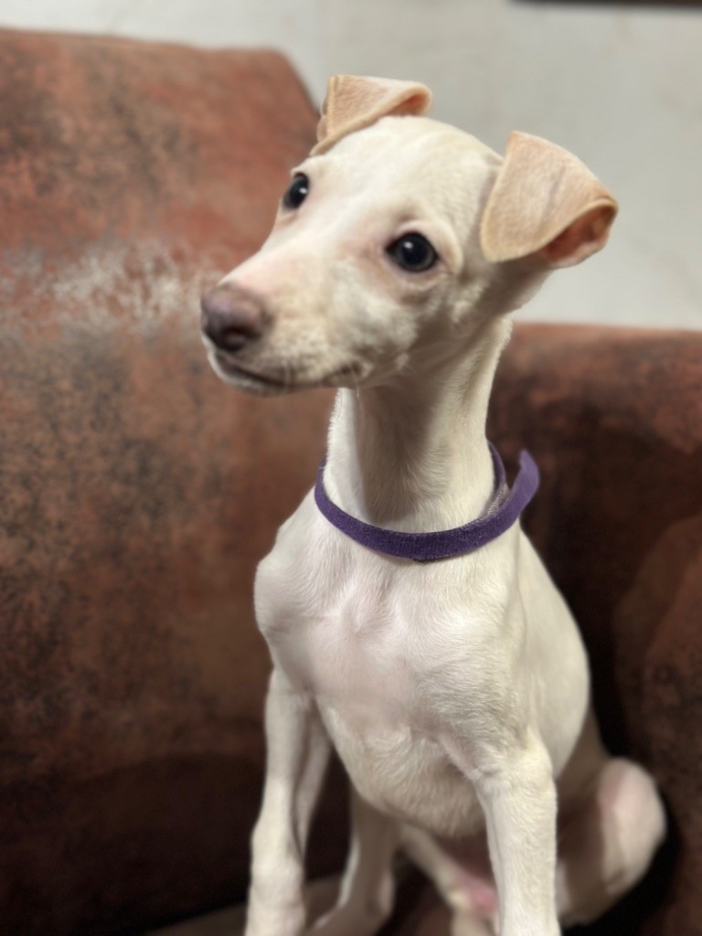 de l'Empereur Sirius - Chiot disponible  - Whippet