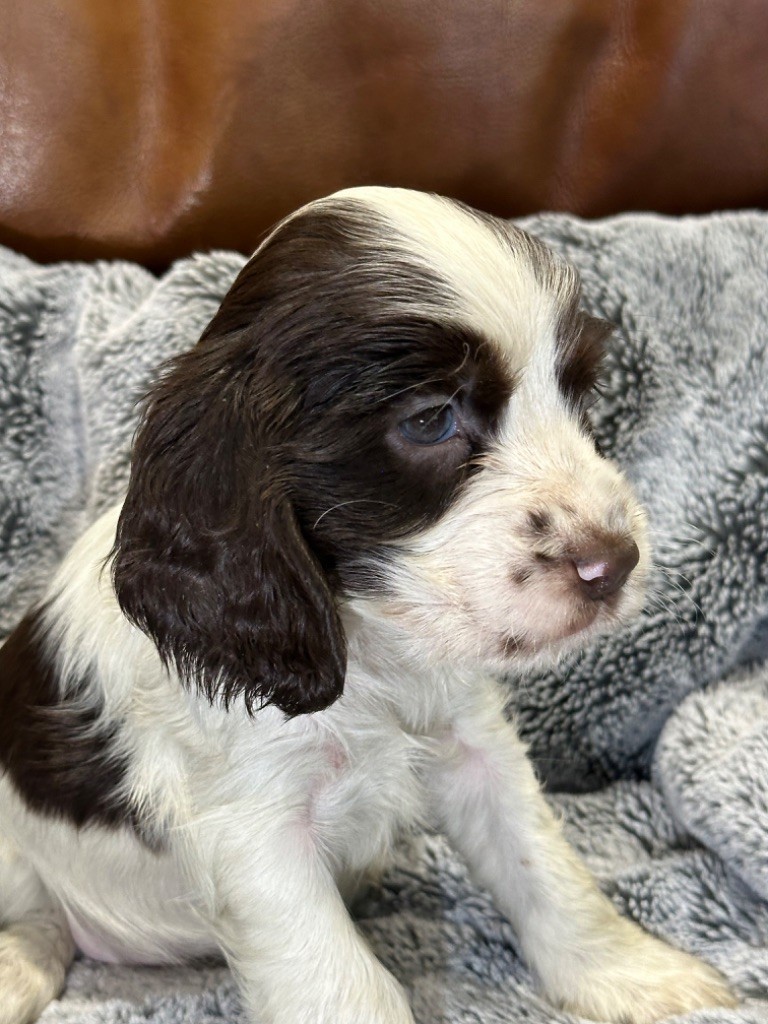 de l'Empereur Sirius - Chiot disponible  - Cocker Spaniel Anglais