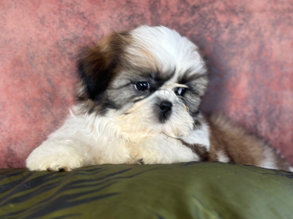 de l'Empereur Sirius - Chiot disponible  - Shih Tzu