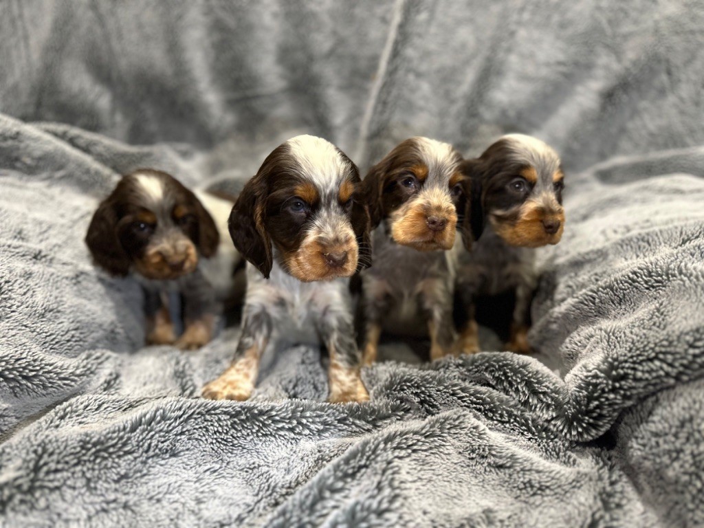 de l'Empereur Sirius - Chiot disponible  - Cocker Spaniel Anglais