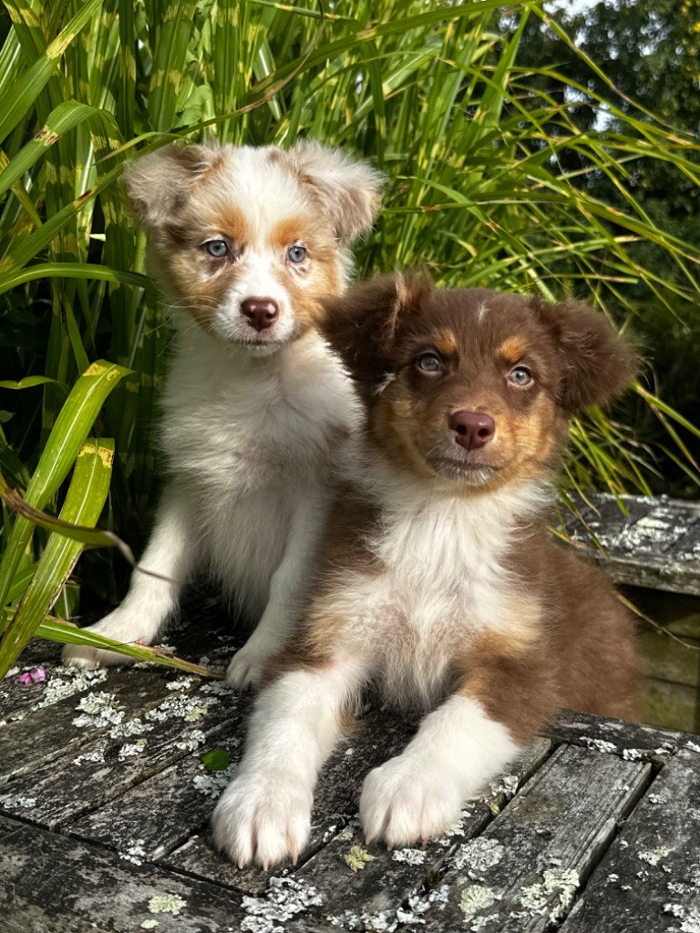 chiot Berger Australien de l'Empereur Sirius