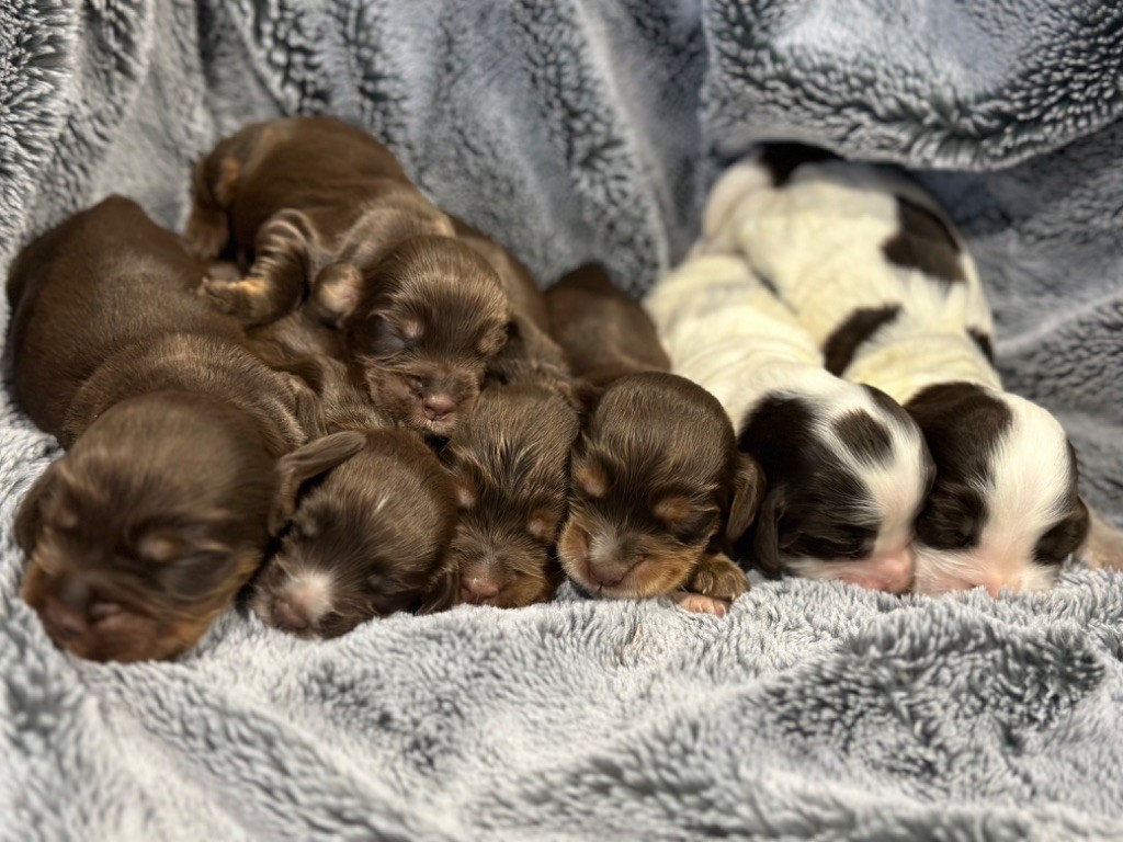 chiot Cocker Spaniel Anglais de l'Empereur Sirius