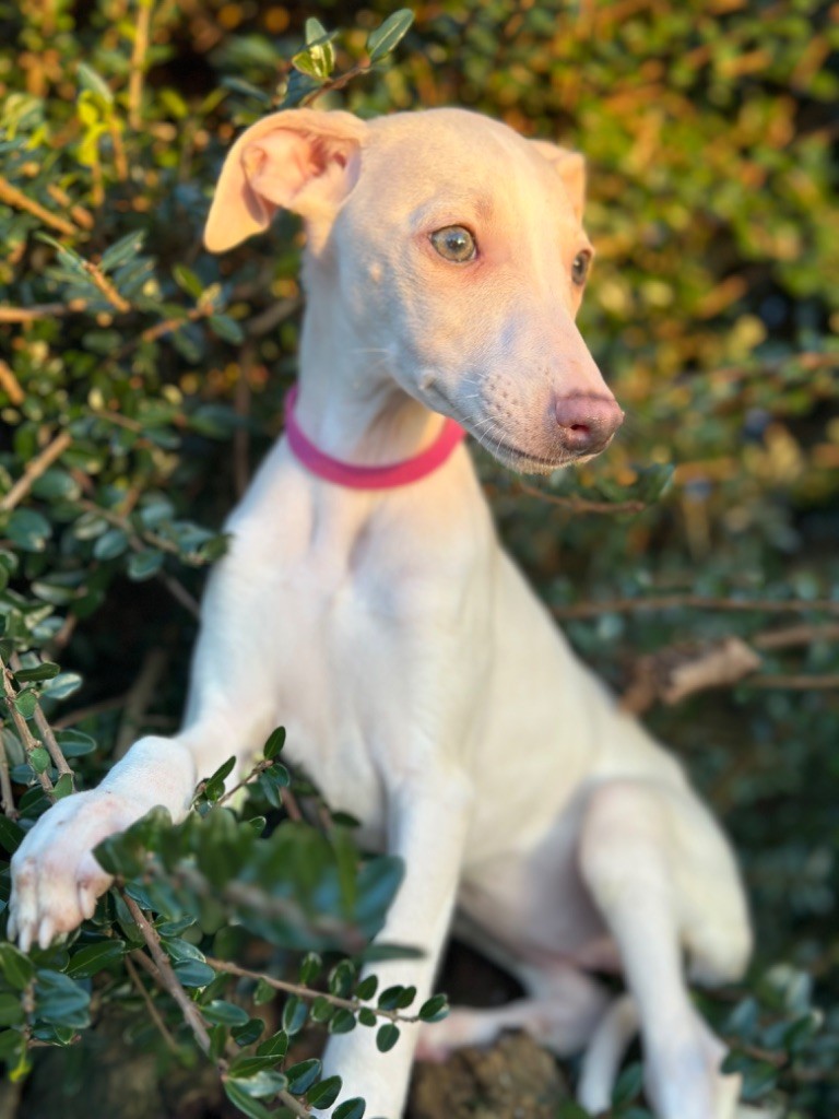 de l'Empereur Sirius - Chiot disponible  - Whippet