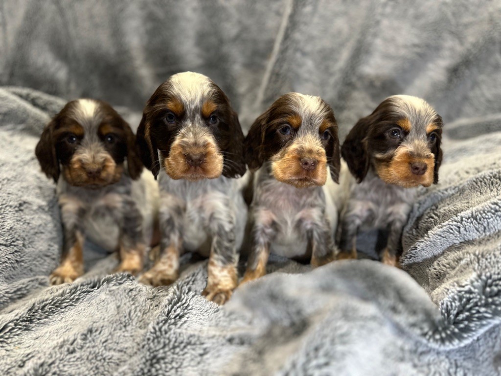 de l'Empereur Sirius - Chiot disponible  - Cocker Spaniel Anglais