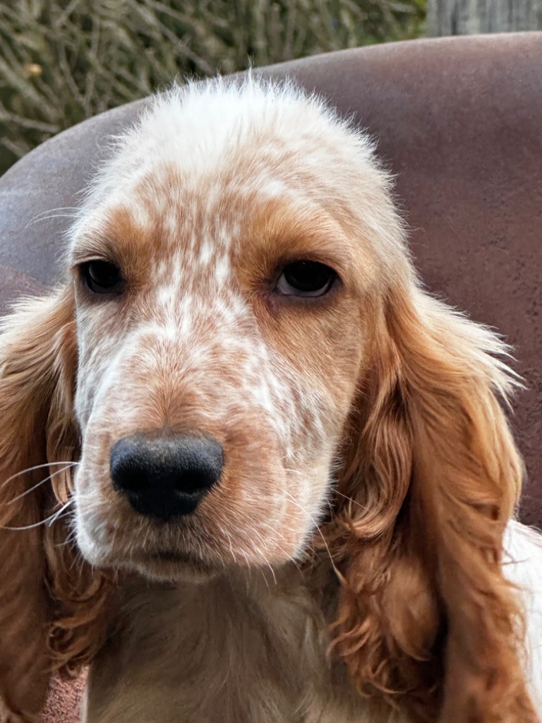 chiot Cocker Spaniel Anglais de l'Empereur Sirius