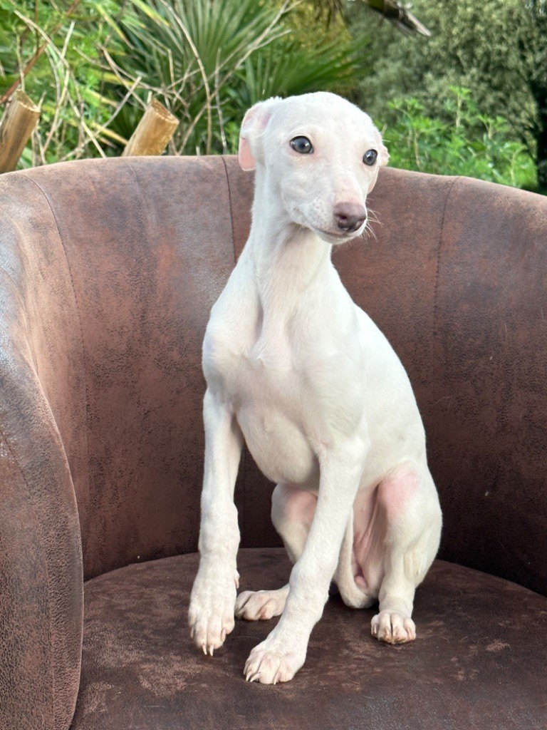 chiot Whippet de l'Empereur Sirius