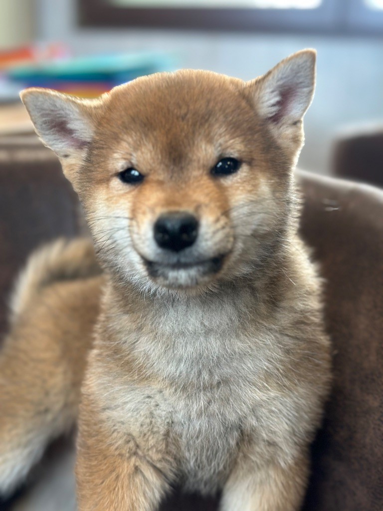 de l'Empereur Sirius - Chiot disponible  - Shiba