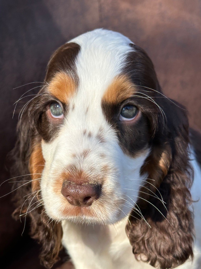 de l'Empereur Sirius - Chiot disponible  - Cocker Spaniel Anglais