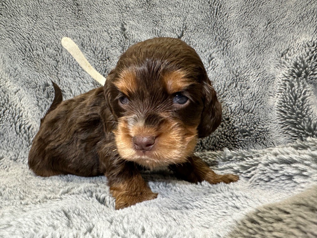 de l'Empereur Sirius - Chiot disponible  - Cocker Spaniel Anglais