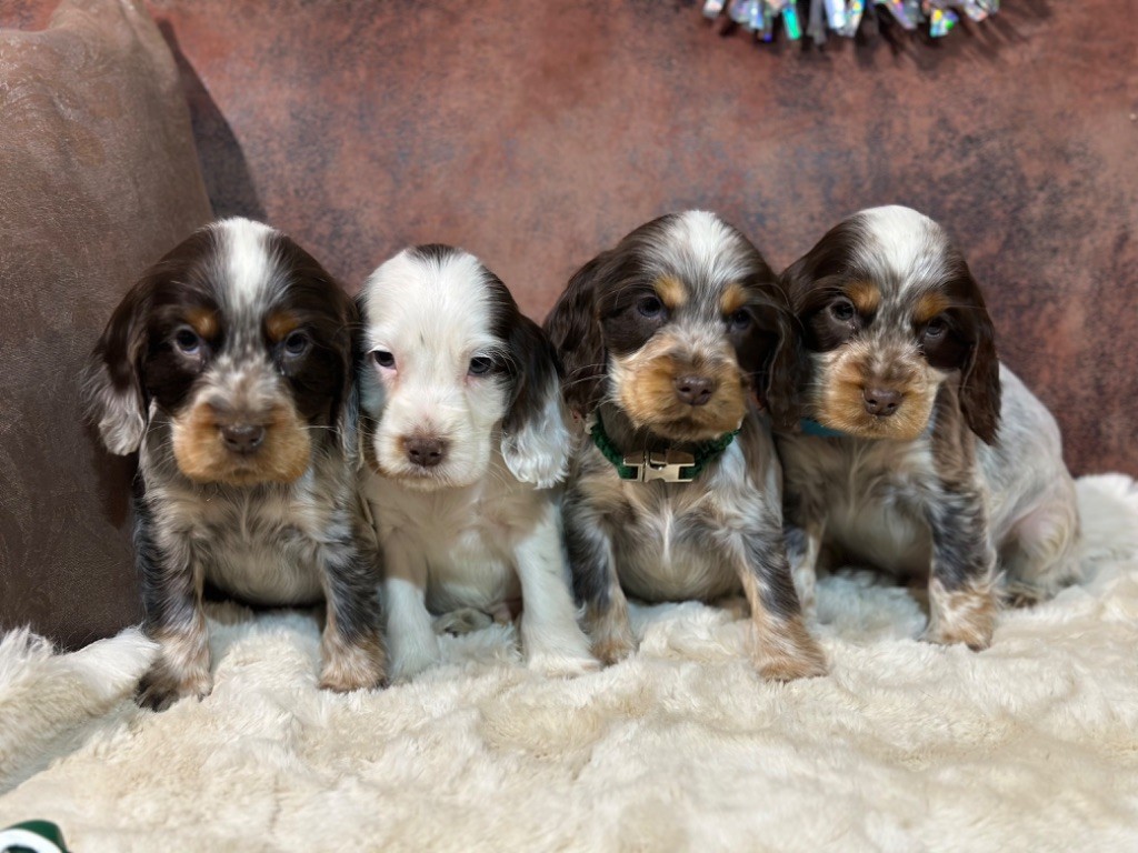 chiot Cocker Spaniel Anglais de l'Empereur Sirius