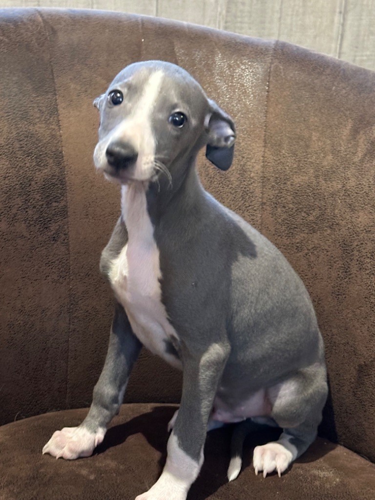 de l'Empereur Sirius - Chiot disponible  - Whippet