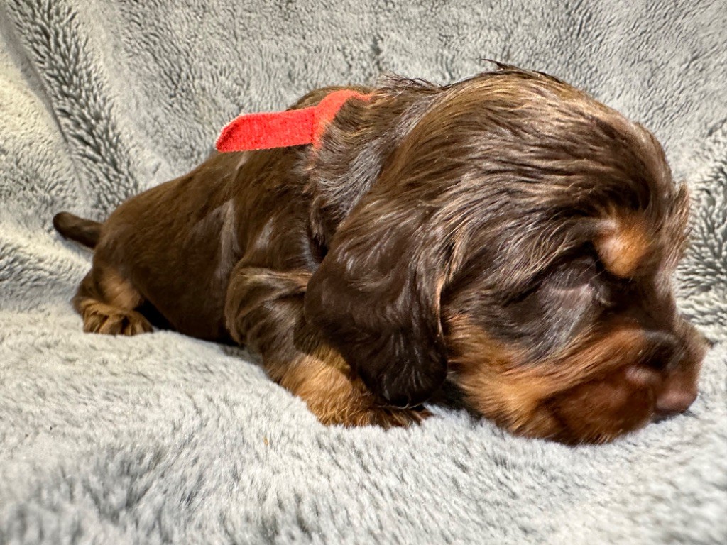 de l'Empereur Sirius - Chiot disponible  - Cocker Spaniel Anglais