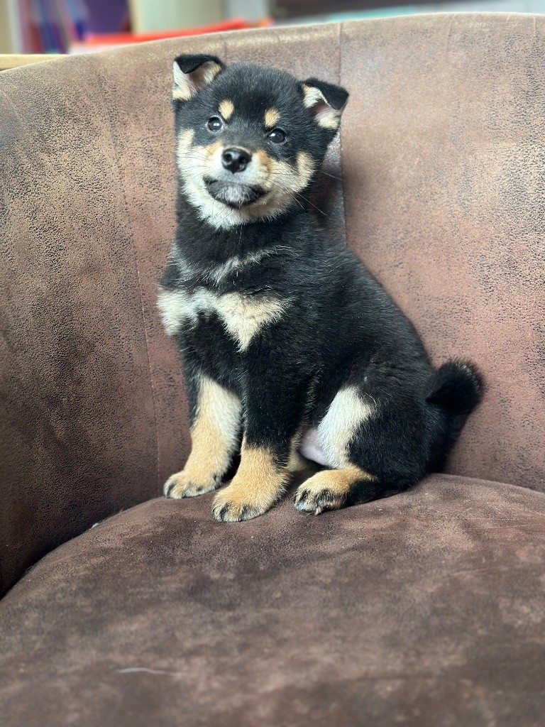 de l'Empereur Sirius - Chiot disponible  - Shiba