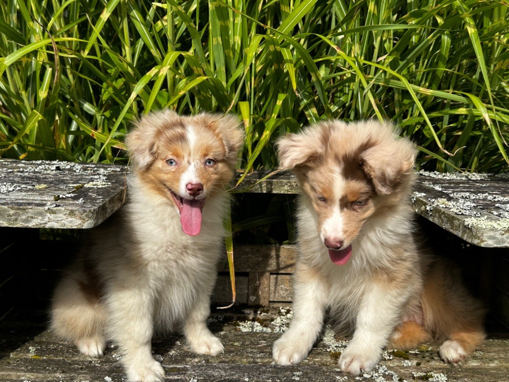 chiot Berger Australien de l'Empereur Sirius