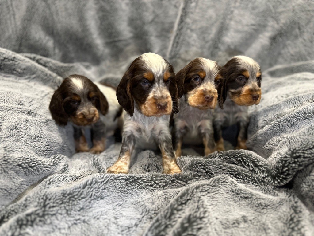 de l'Empereur Sirius - Chiot disponible  - Cocker Spaniel Anglais