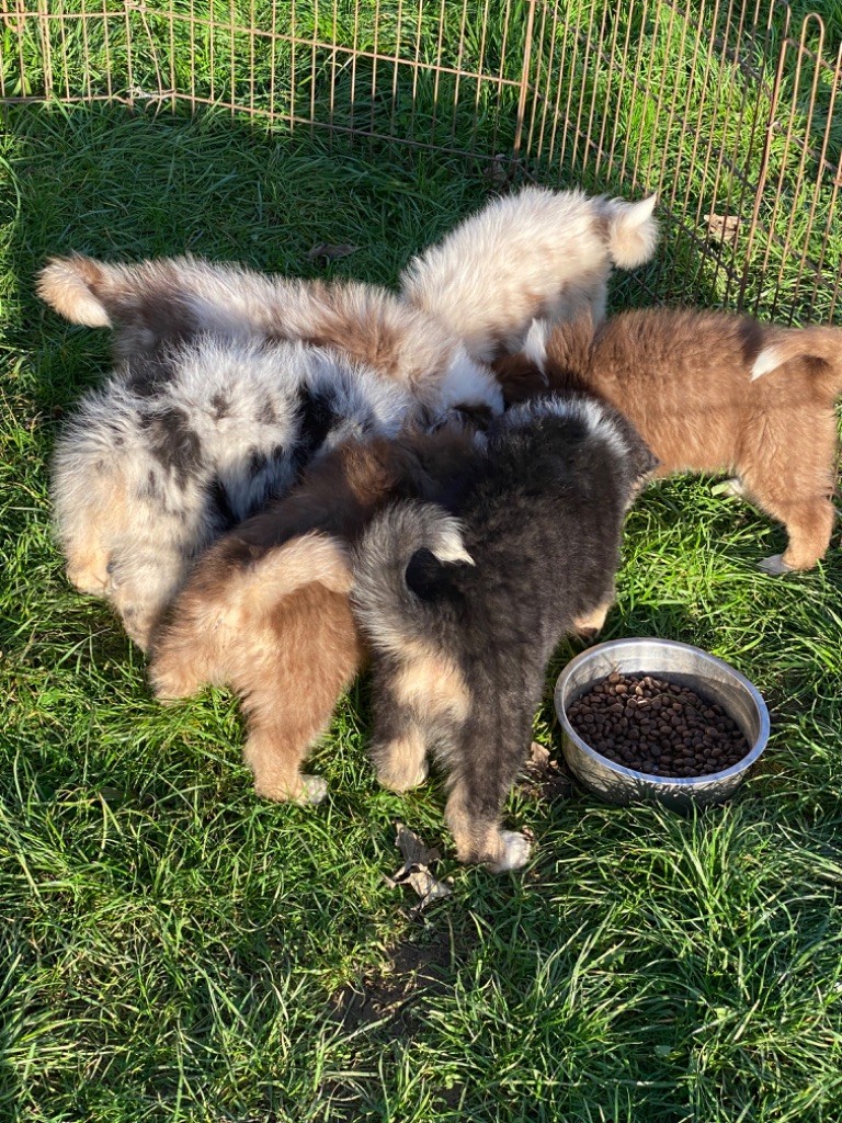 chiot Berger Australien de l'Empereur Sirius