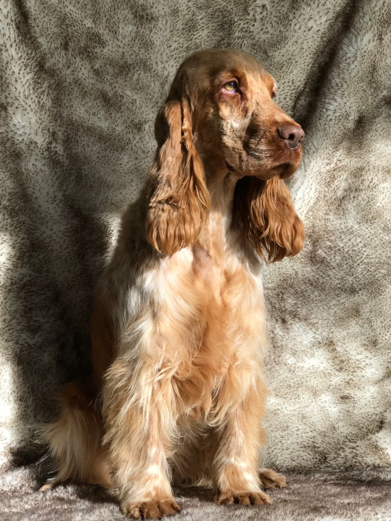 Madison de l'Empereur Sirius