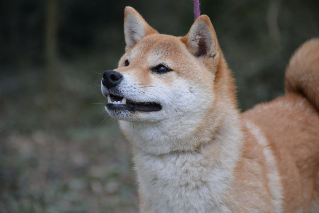 akai hana Sheri