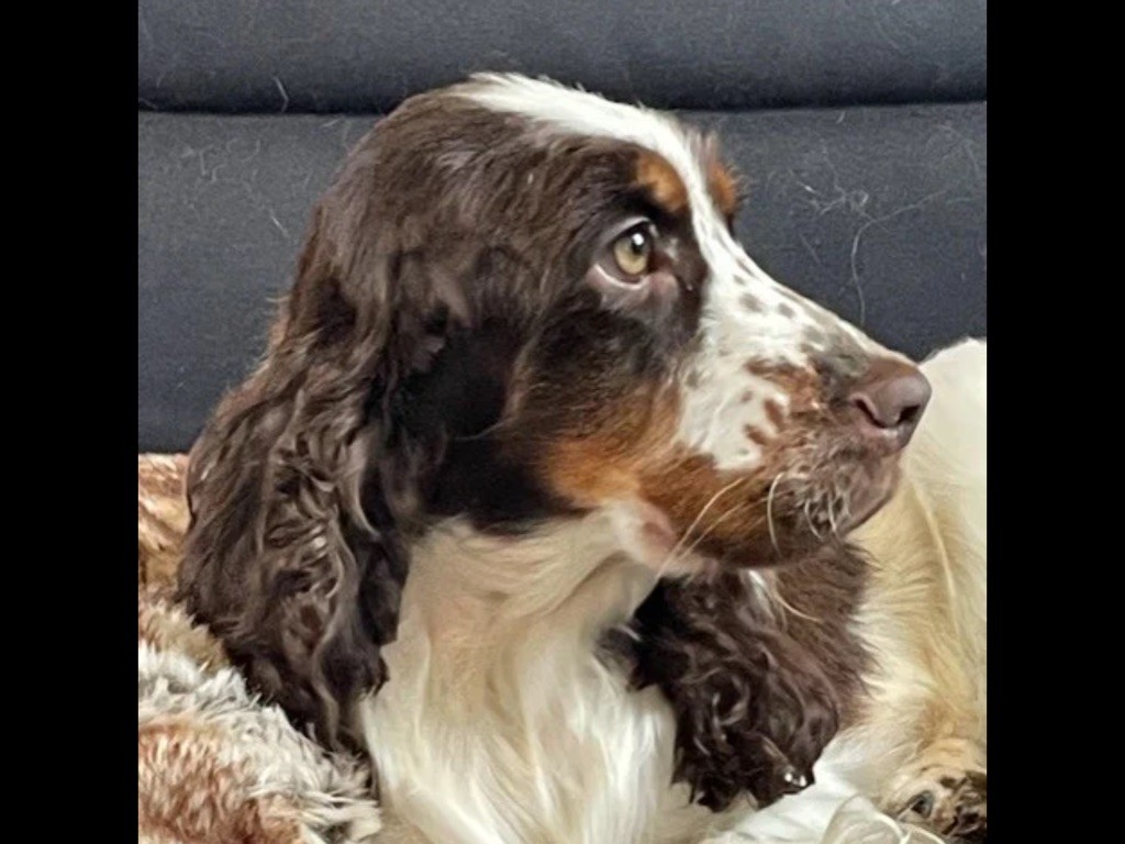 Suzette de l'Empereur Sirius