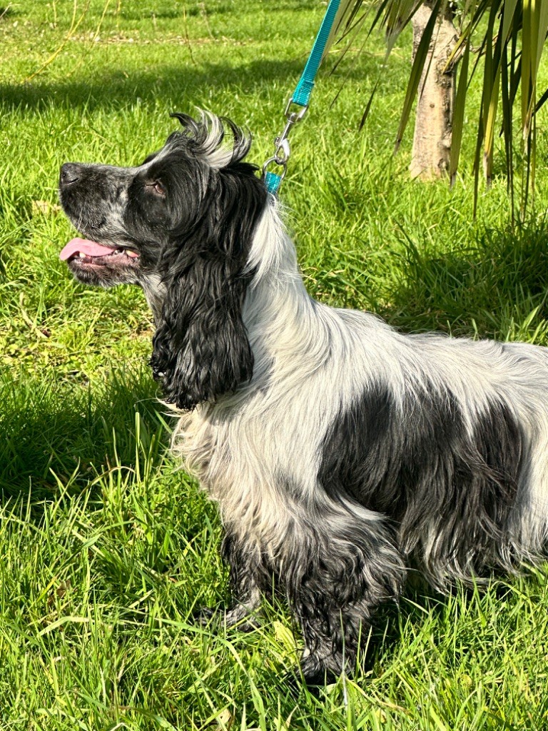 Sirius blue des Landes d'Araize
