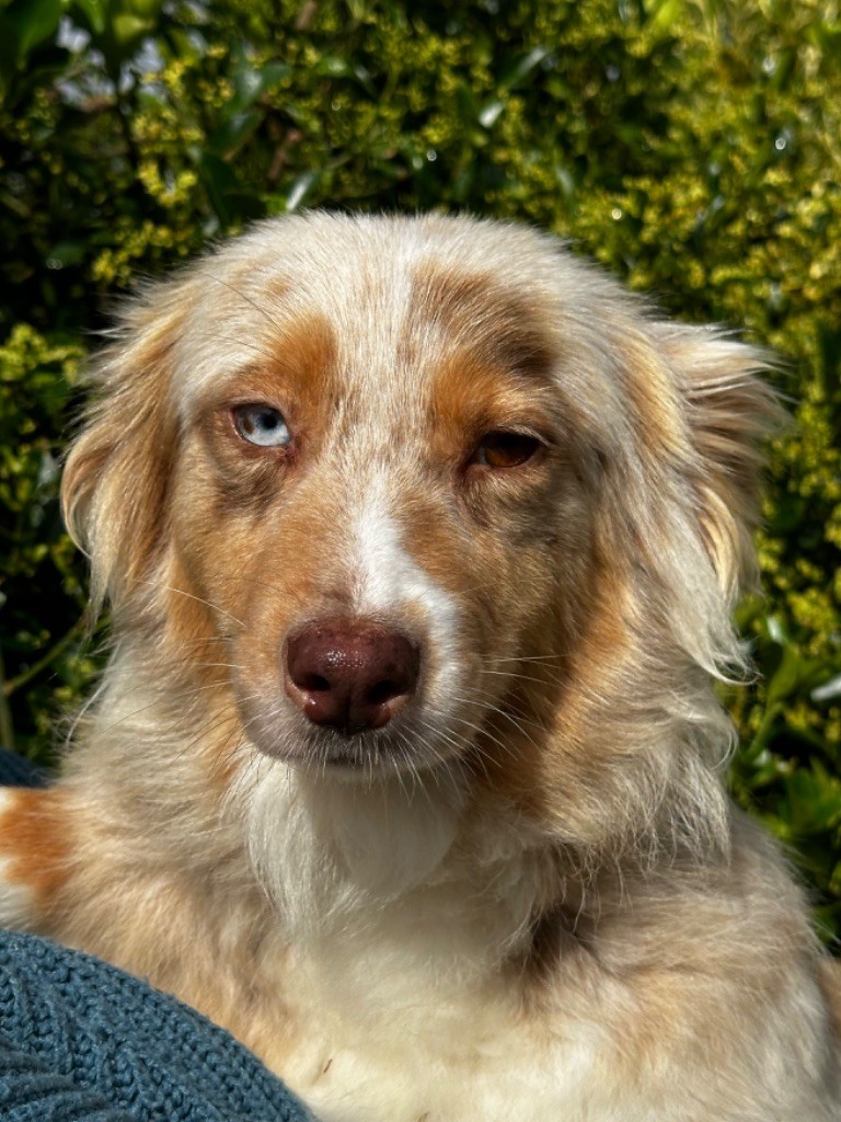 Shirley de l'Empereur Sirius