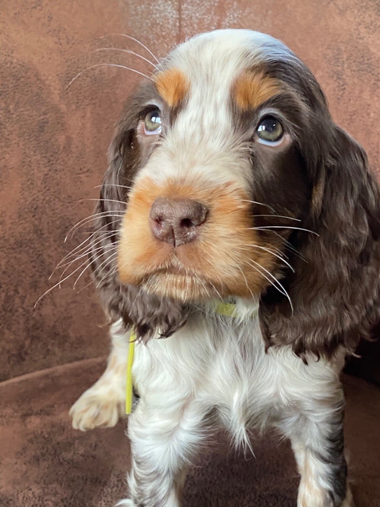 de l'Empereur Sirius - Chiots cockers dispo tricolores chocolat 