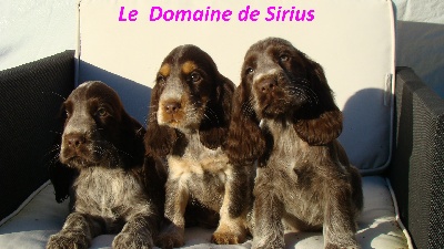 de l'Empereur Sirius