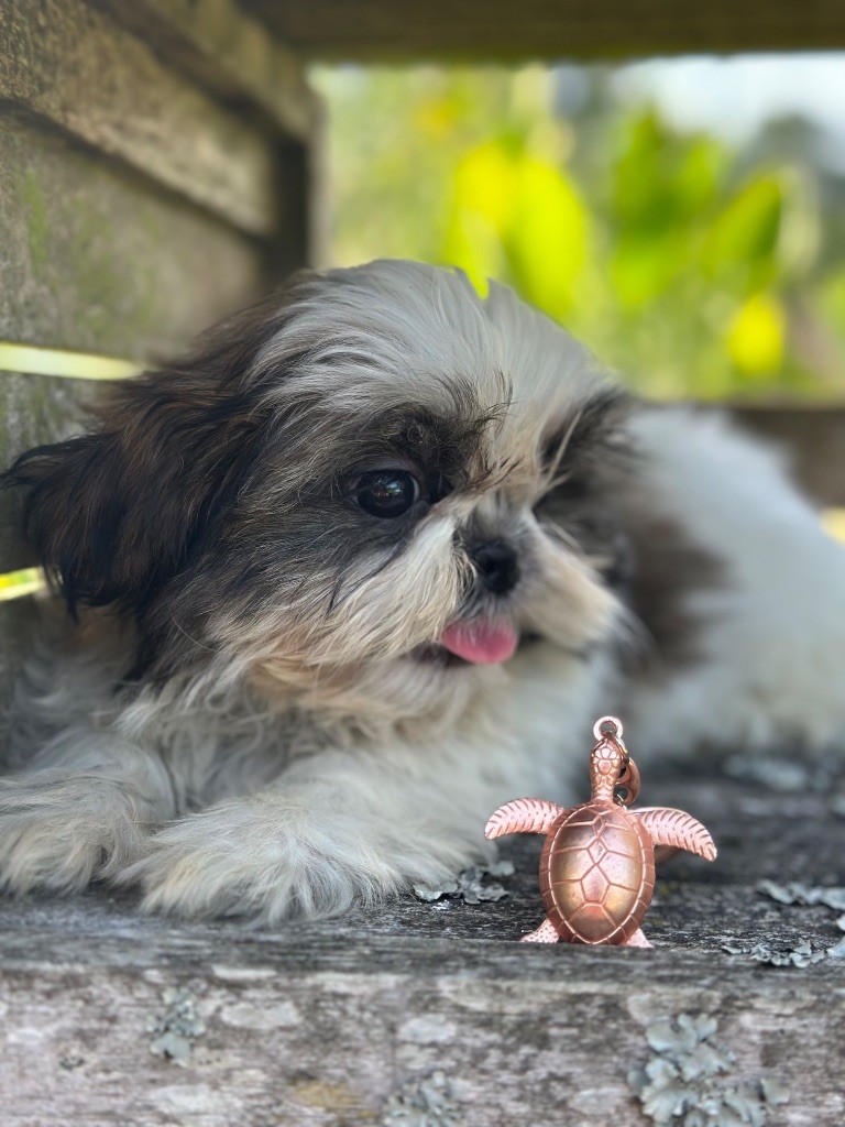 de l'Empereur Sirius - Chiots disponibles - Shih Tzu